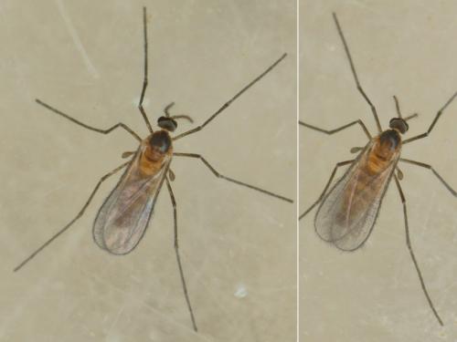 Réf. 209 886 : Cystiphora sonchi